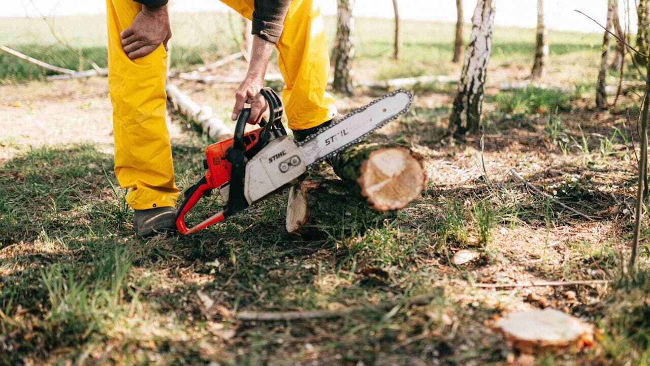 Best Tree Branch Trimming  in Clayton, MO